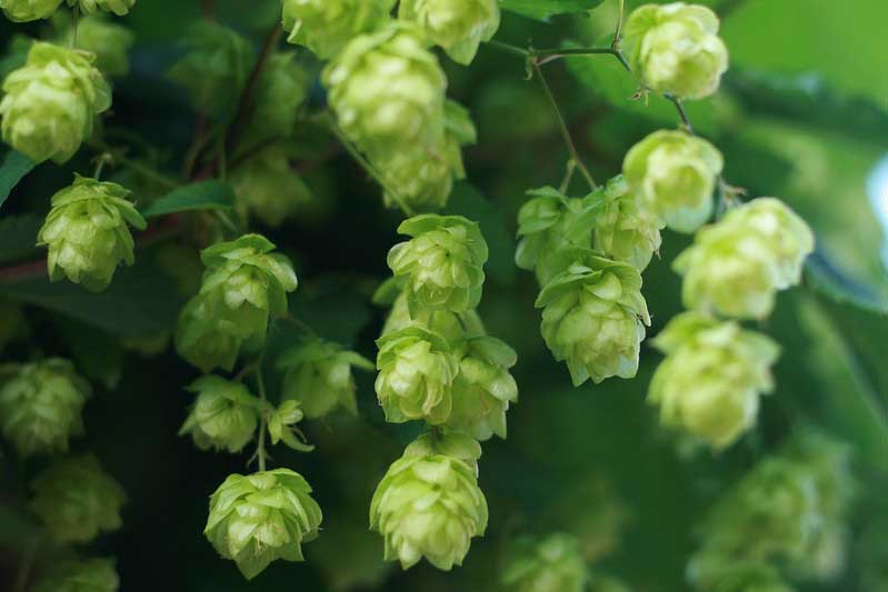When should I add dry hops?