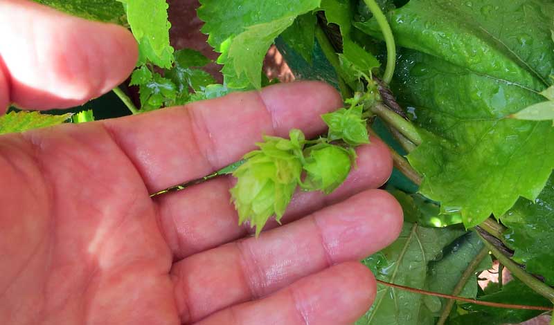 Why Do Brewers Put Hops in Beer?